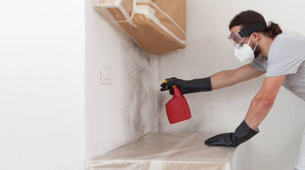Professional Mold Cleanup technician working in Louisville, IL