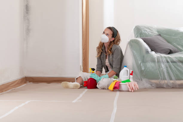 Reliable Mold Cleanup contractor in Louisville, IL by Cheap Mold Removal