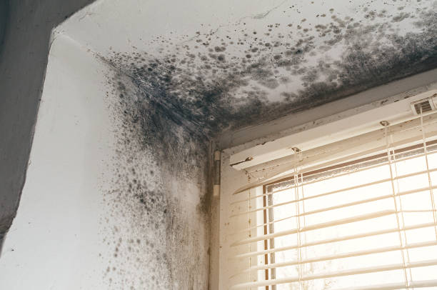 Affordable Mold Cleanup solutions in Louisville, IL